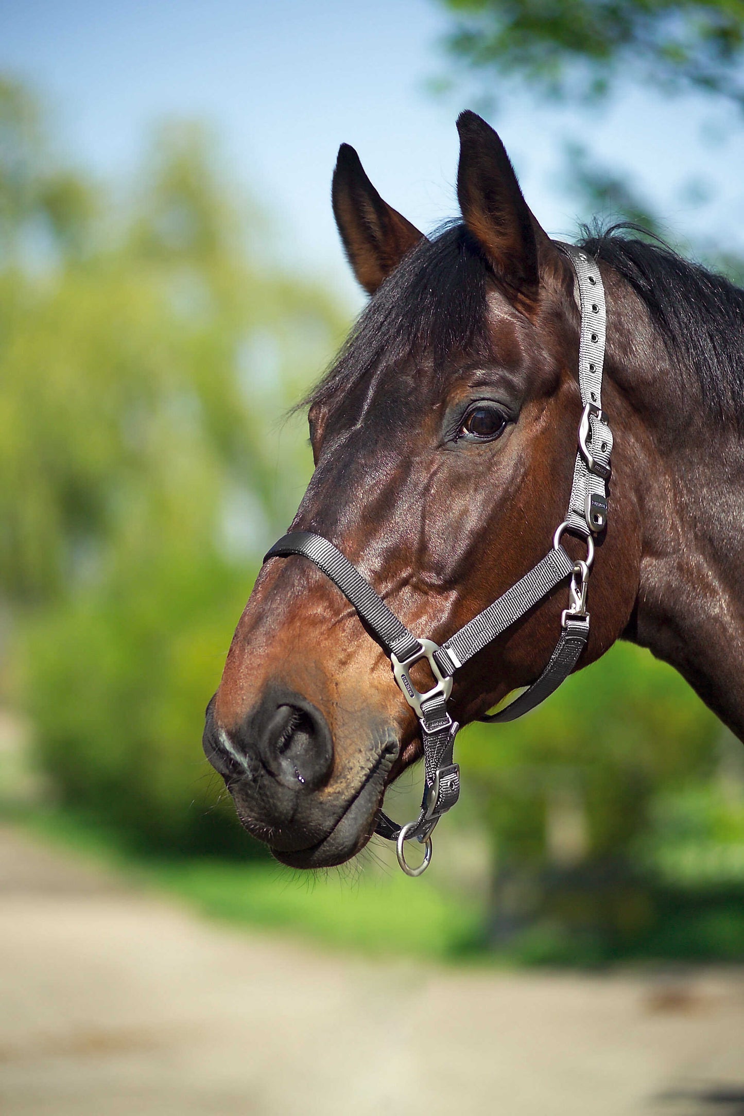 Licol Nylon - EQUITHÈME