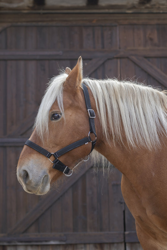 Licol NORTON PRO POUR CHEVAL DE TRAIT