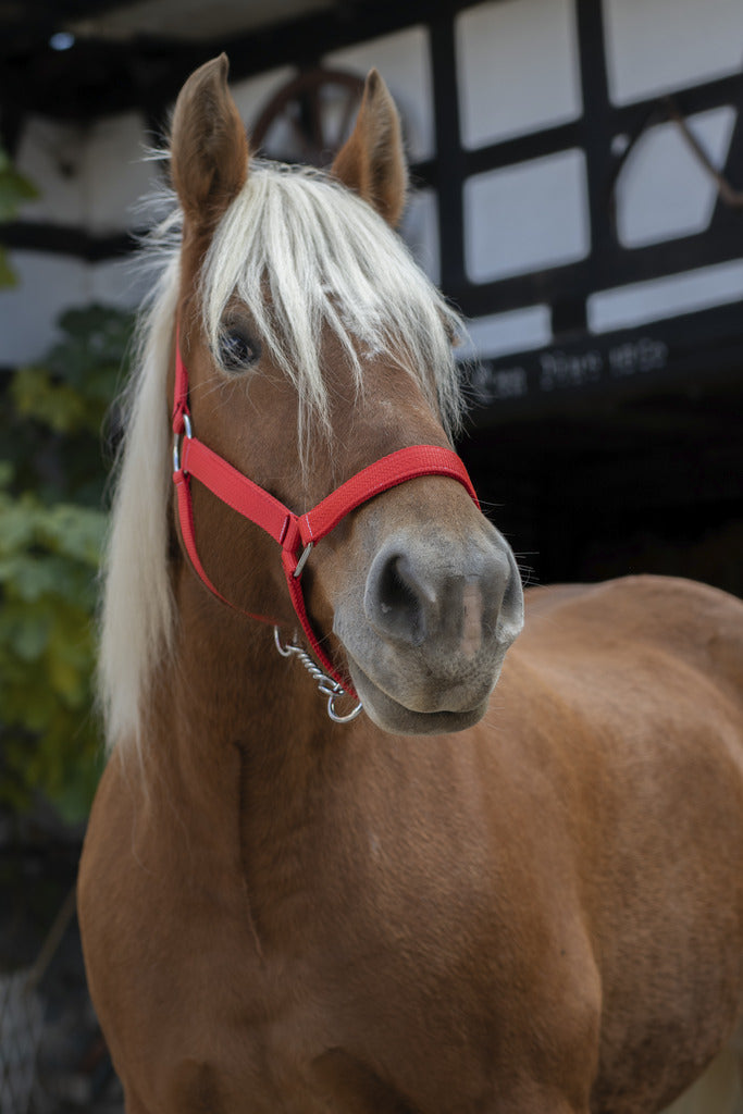 Licol NORTON PRO POUR CHEVAL DE TRAIT