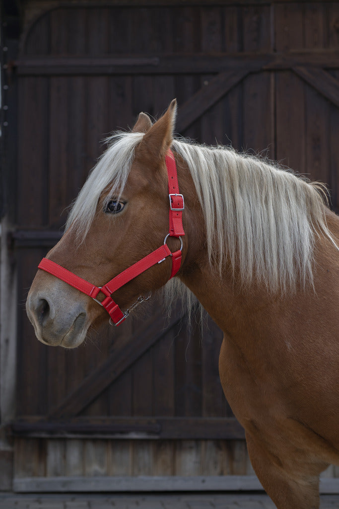 Licol NORTON PRO POUR CHEVAL DE TRAIT